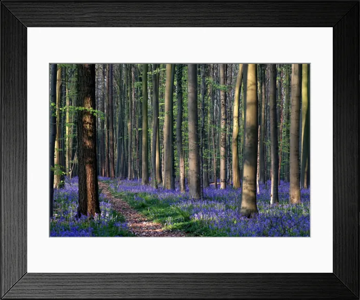 Framed Print : Wild bluebells cover the forest floor in the Hallerbos near Halle Framed Print : Wild bluebells cover the forest floor in the Hallerbos near Halle