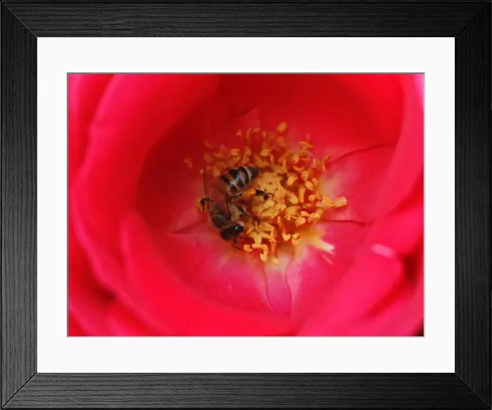 Framed Print : A bee collects nectar from a flower at a public park in Amman Framed Print : A bee collects nectar from a flower at a public park in Amman