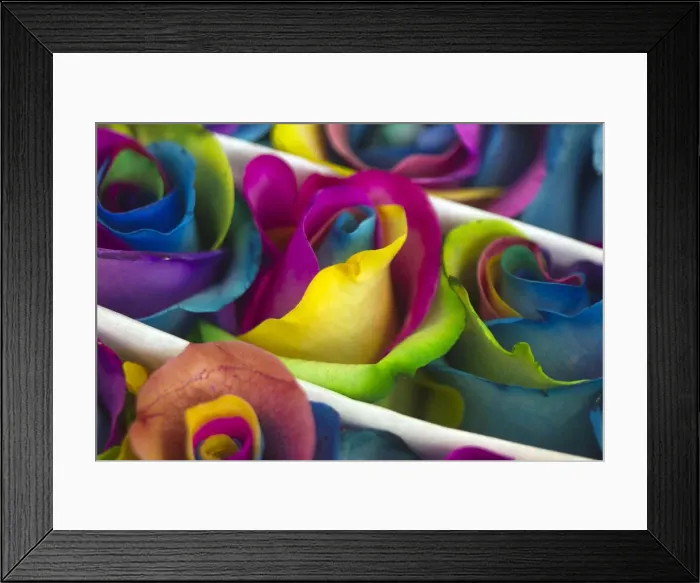 Framed Print : The detail of roses is pictured at Nevados plantation in Latacunga