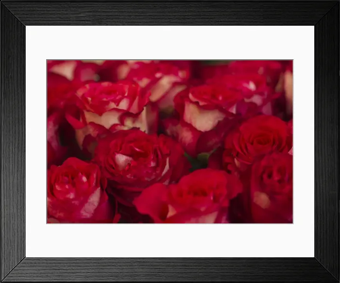 Framed Print : Roses are pictured at Nevados plantation in Latacunga Framed Print : Roses are pictured at Nevados plantation in Latacunga