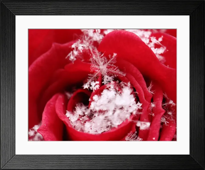 Framed Print : Snowflakes gather on a late blossoming rose in Vienna