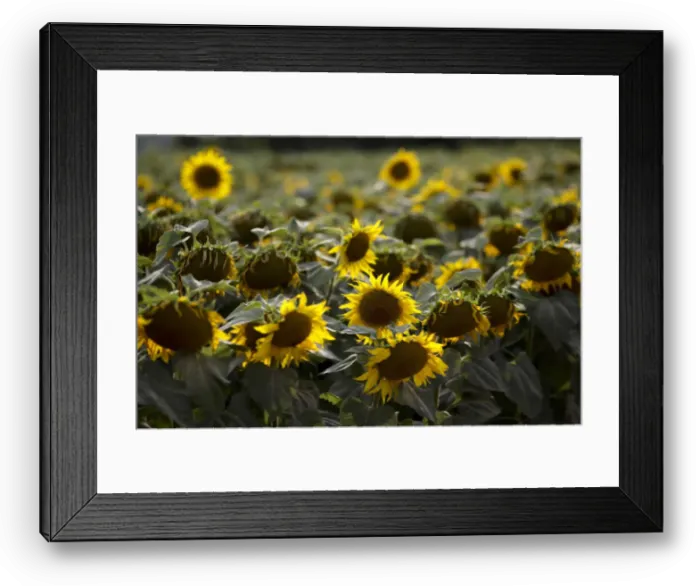 Framed Print : Sunflowers damaged by drought are seen on a field near the village of Matzendorf Framed Print : Sunflowers damaged by drought are seen on a field near the village of Matzendorf