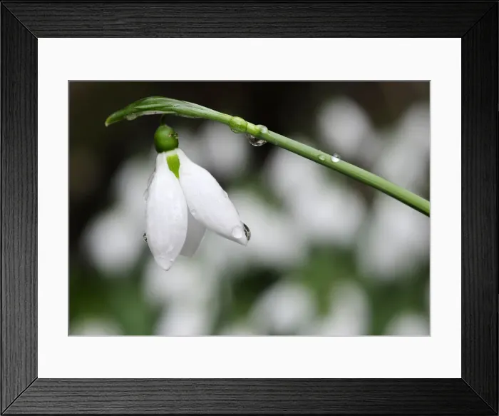 Framed Print : A snowdrop flower is seen in a yard in Skopje