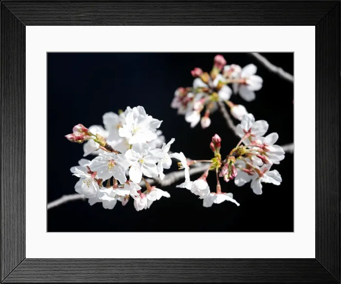 Framed Print : Cherry blossoms in almost full bloom are seen in Tokyo