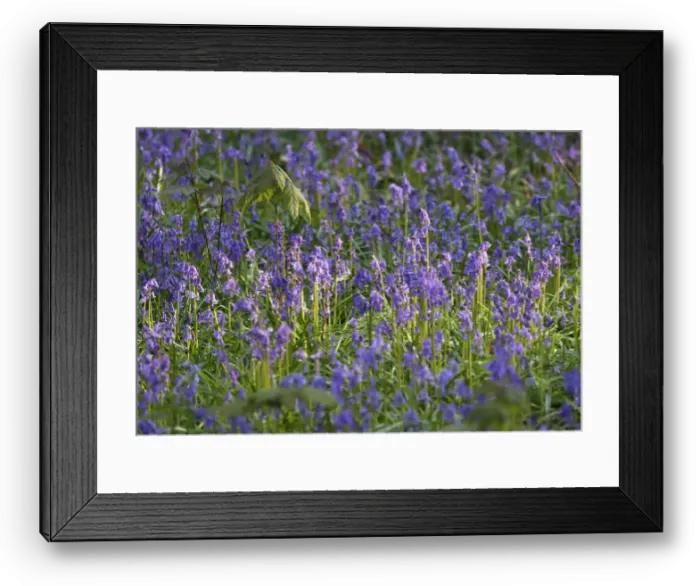 Framed Print : Wild bluebells cover the forest floor in the Hallerbos near Halle