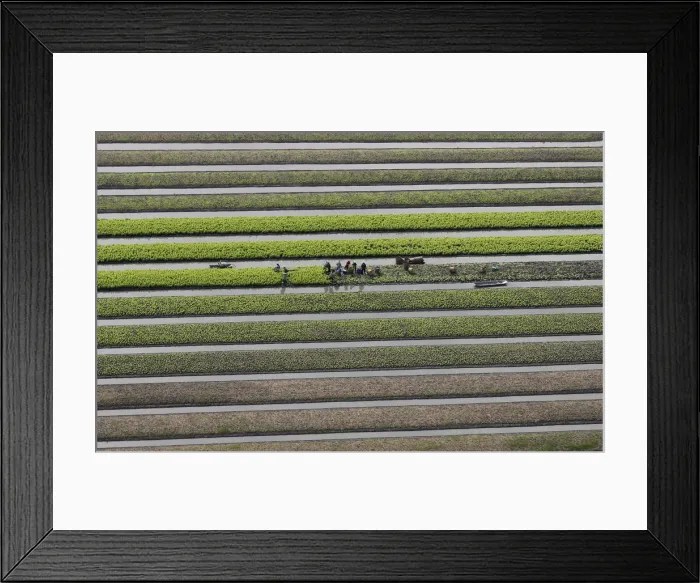 Framed Print : Farmers work in their vegetable field in Pathum Thani province, on the outskirts of