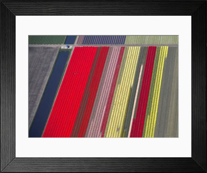 Framed Print : An aerial view of flower fields is seen near the Keukenhof park, also known as