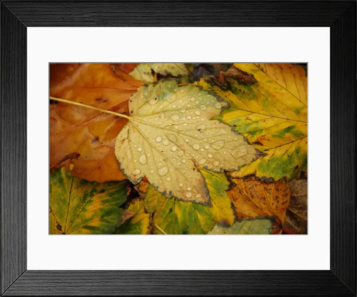 Framed Print : Raindrops collect on fallen leaves on an autumnal day in central London Framed Print : Raindrops collect on fallen leaves on an autumnal day in central London