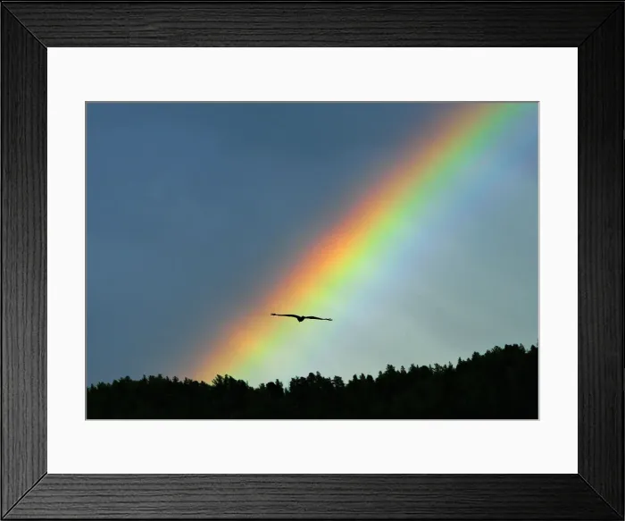 Framed Print : A bird flies as a rainbow arches over a Taiga foreset some 55 km (34 miles) south Framed Print : A bird flies as a rainbow arches over a Taiga foreset some 55 km (34 miles) south