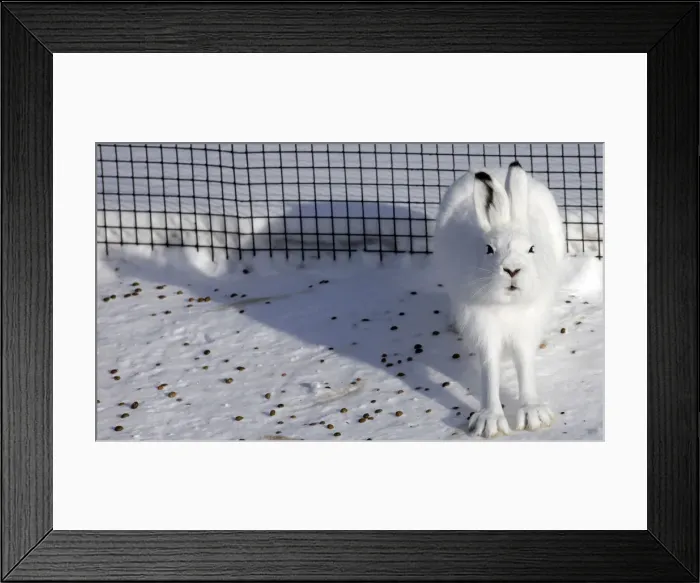 Framed Print : Tundra hare sits in an open-air enclosure at the Royev Ruchey zoo on the suburbs of Framed Print : Tundra hare sits in an open-air enclosure at the Royev Ruchey zoo on the suburbs of