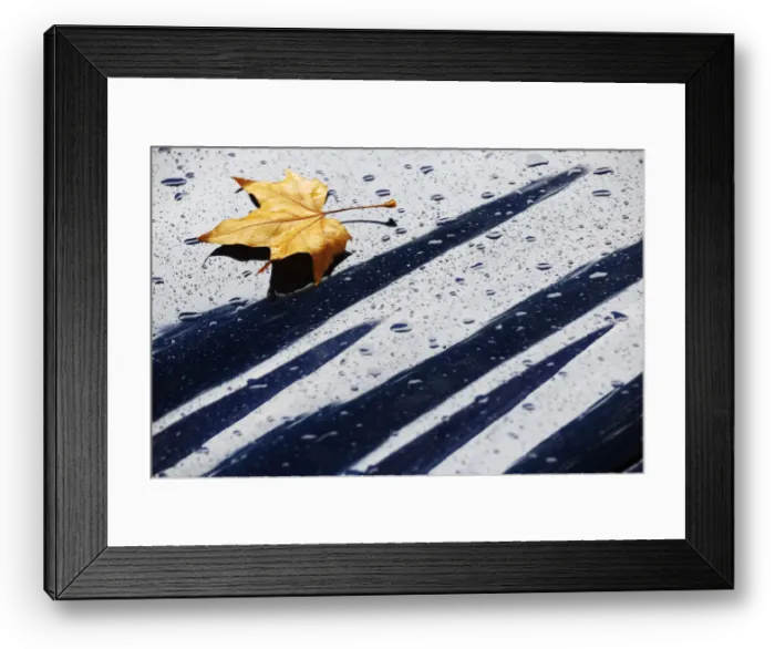 Framed Print : A fallen autumn leaf rests with raindrops on the bonnet of a car in London Framed Print : A fallen autumn leaf rests with raindrops on the bonnet of a car in London