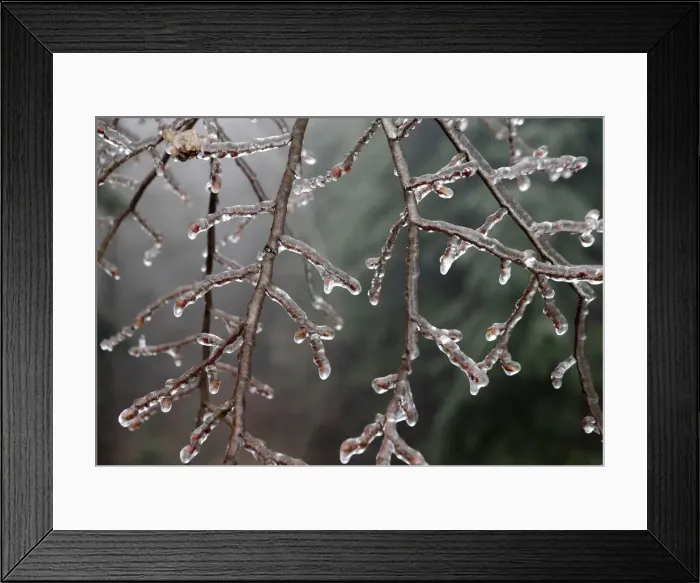 Framed Print : Branches of a tree are covered with ice near Amstall Framed Print : Branches of a tree are covered with ice near Amstall