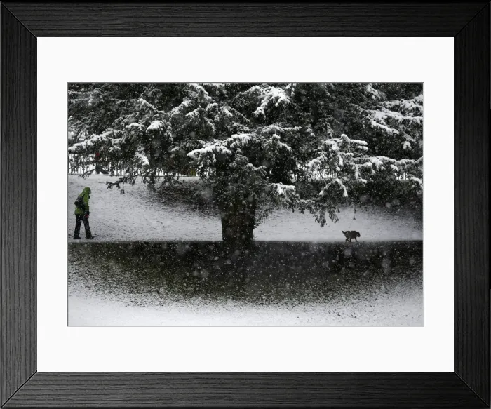 Framed Print : A woman walks her dog during snowy weather in Buxton Framed Print : A woman walks her dog during snowy weather in Buxton