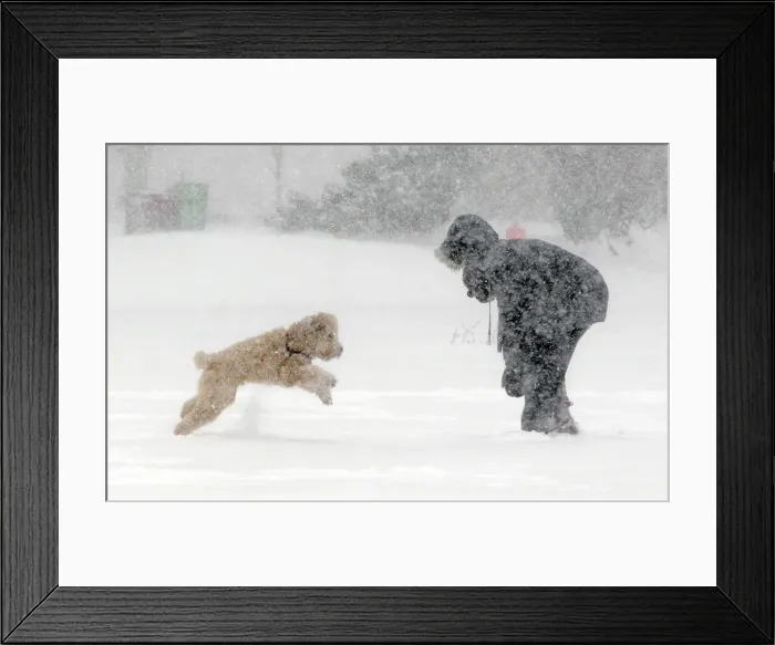 Framed Print : A woman and her dog brave the elements during a winter storm in Halifax, Nova Scotia Framed Print : A woman and her dog brave the elements during a winter storm in Halifax, Nova Scotia