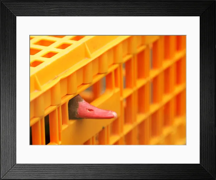 Framed Print : Duck peers out of a cage before receiving a vaccination against bird flu at the Zwin Framed Print : Duck peers out of a cage before receiving a vaccination against bird flu at the Zwin