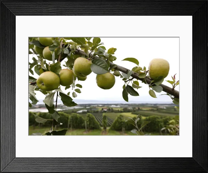 Framed Print : A tree laden with apples stands in an orchard in Kressbronn near Lindau at lake Bodensee Framed Print : A tree laden with apples stands in an orchard in Kressbronn near Lindau at lake Bodensee