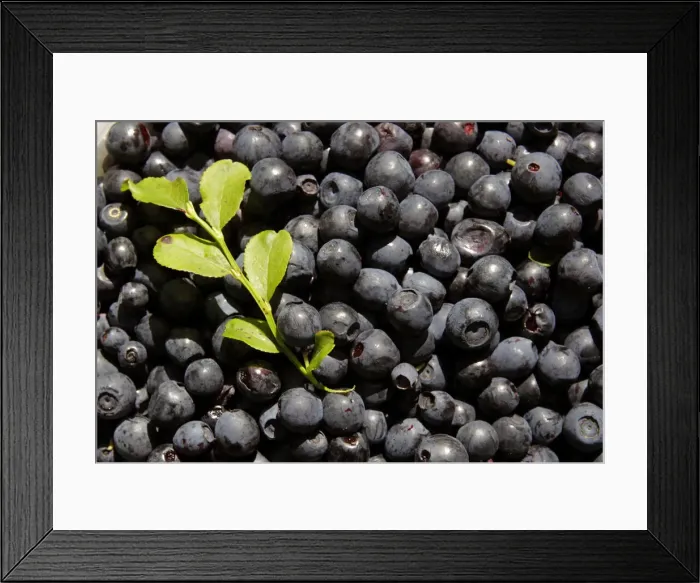 Framed Print : Gathered blueberries are seen in a marsh near the village of Borki