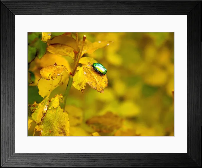 Framed Print : Green bug crawls on an autumn leaf in a park in Amman Framed Print : Green bug crawls on an autumn leaf in a park in Amman