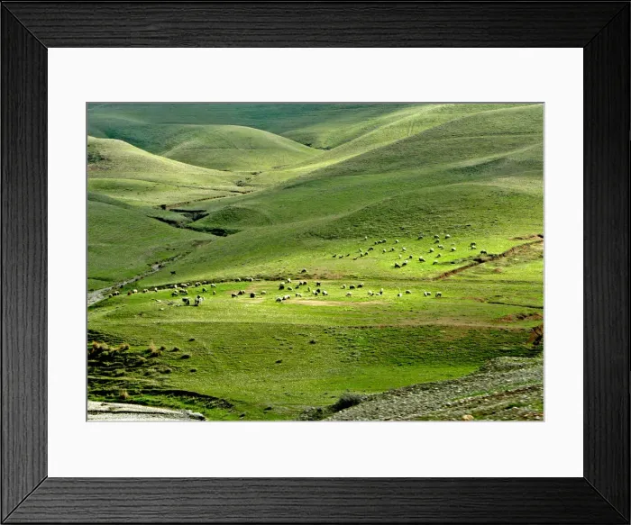 Framed Print : SHEEP GRAZE ON MOUNTAIN SLOPES NEAR THE TOWN OF SULEIMANIYA IN IRAQ