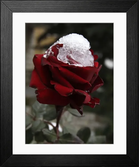 Framed Print : Frost settles on a garden rose in Ain Jdideh village Framed Print : Frost settles on a garden rose in Ain Jdideh village