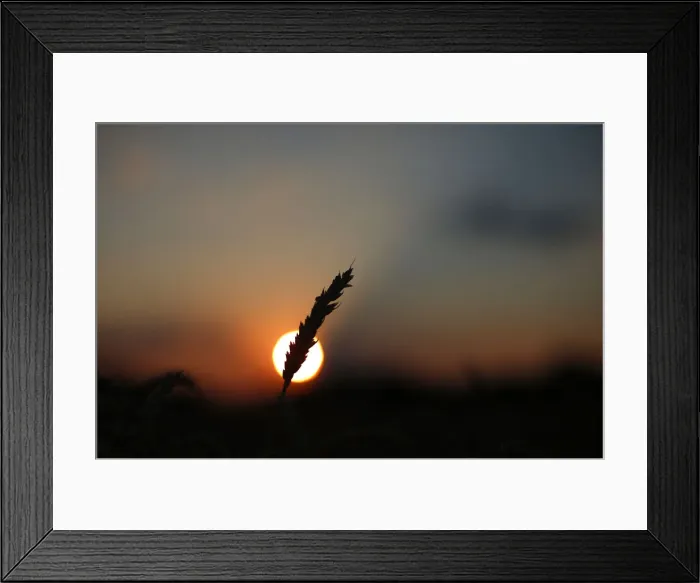 Framed Print : A stalk of soft red winter wheat is seen against the setting sun in Dixon, Illinois