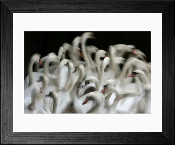 Framed Print : Swans swim in a small lock at lake Alster in Hamburg Framed Print : Swans swim in a small lock at lake Alster in Hamburg