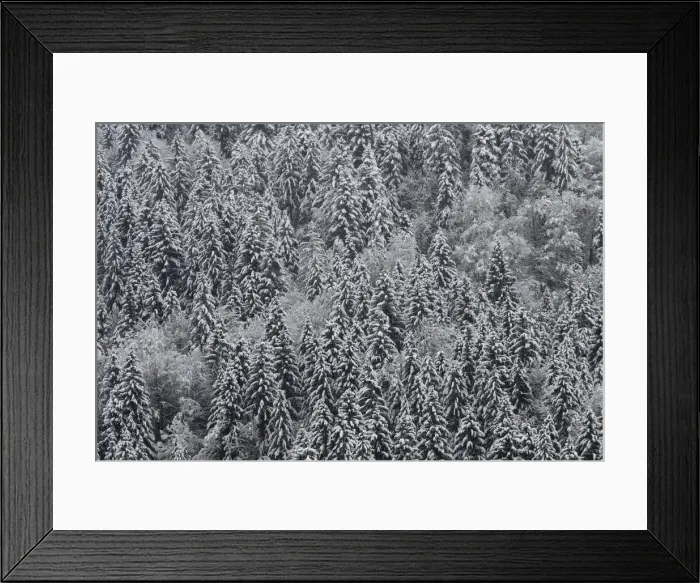 Framed Print : Snow covered trees are seen in a forest near Garmisch-Partenkirchen