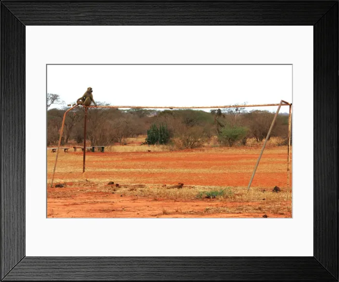 Framed Print : A baboon sits on a rusty goal of an unused soccer stadium in Kenyas Tsavo West national park Framed Print : A baboon sits on a rusty goal of an unused soccer stadium in Kenyas Tsavo West national park