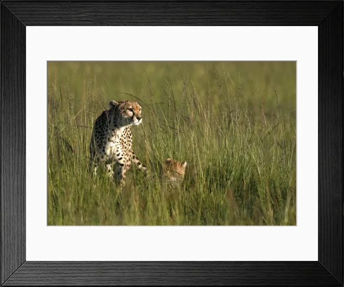 Framed Print : A cheetah sits next to her cubs on the plains of the Masai Mara game reserve Framed Print : A cheetah sits next to her cubs on the plains of the Masai Mara game reserve