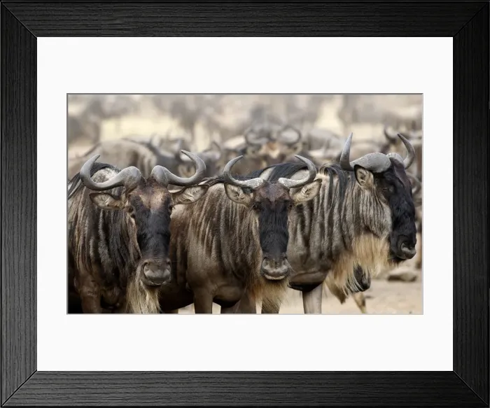Framed Print : Wildebeests prepare to cross the Mara river during a migration in the Masaai Mara