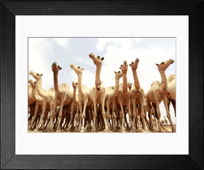 Framed Print : Camels wait for their turn to drink water from a tank near Harfo, northwest of Mogadishu Framed Print : Camels wait for their turn to drink water from a tank near Harfo, northwest of Mogadishu