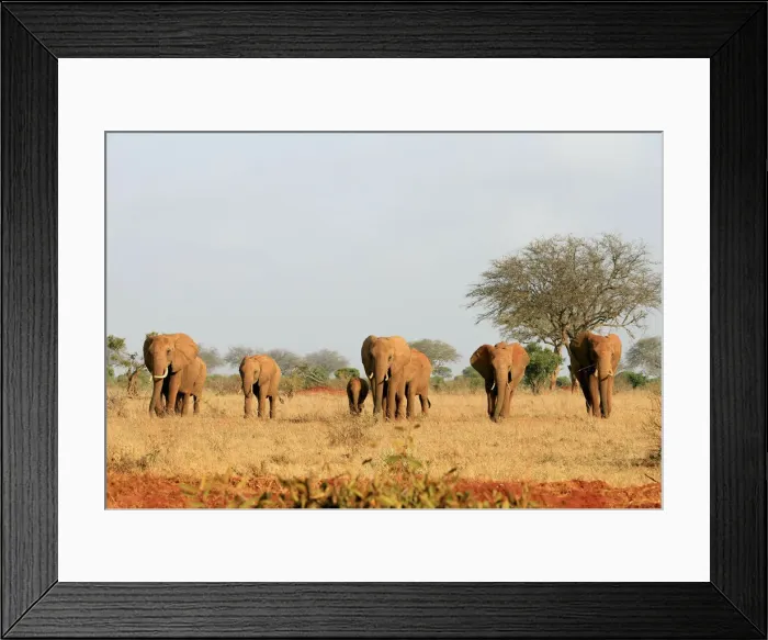 Framed Print : A herd of elephants walk in the Tsavo East National Park Framed Print : A herd of elephants walk in the Tsavo East National Park