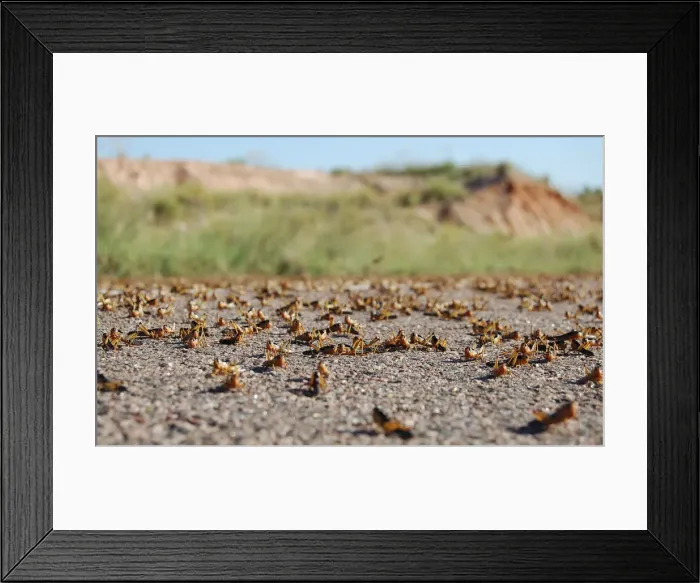 Framed Print : Locusts are seen on the main road in the Menabe region of western Madagascar
