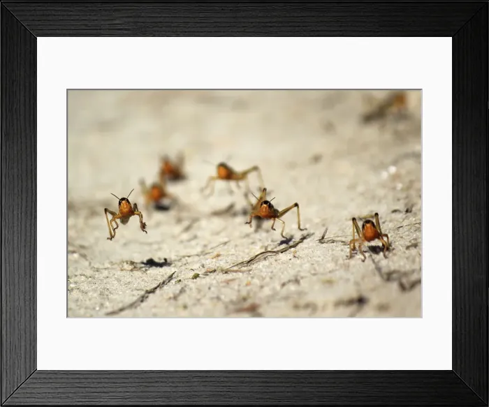 Framed Print : Locusts are seen in the Menabe region of western Madagascar Framed Print : Locusts are seen in the Menabe region of western Madagascar