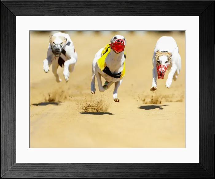 Framed Print : Dogs compete during an annual international dog race in Gelsenkirchen