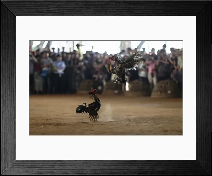 Framed Print : People watch roosters fight during a celebration for the New Year of the Dai minority Framed Print : People watch roosters fight during a celebration for the New Year of the Dai minority