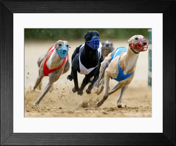 Framed Print : Dogs compete during an annual international dog race in Gelsenkirchen Framed Print : Dogs compete during an annual international dog race in Gelsenkirchen