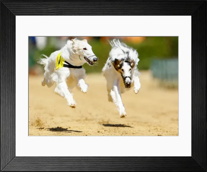 Framed Print : Dogs compete during an annual international dog race in Gelsenkirchen