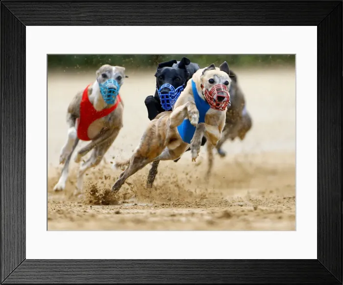 Framed Print : Dogs compete during an annual international dog race in Gelsenkirchen Framed Print : Dogs compete during an annual international dog race in Gelsenkirchen