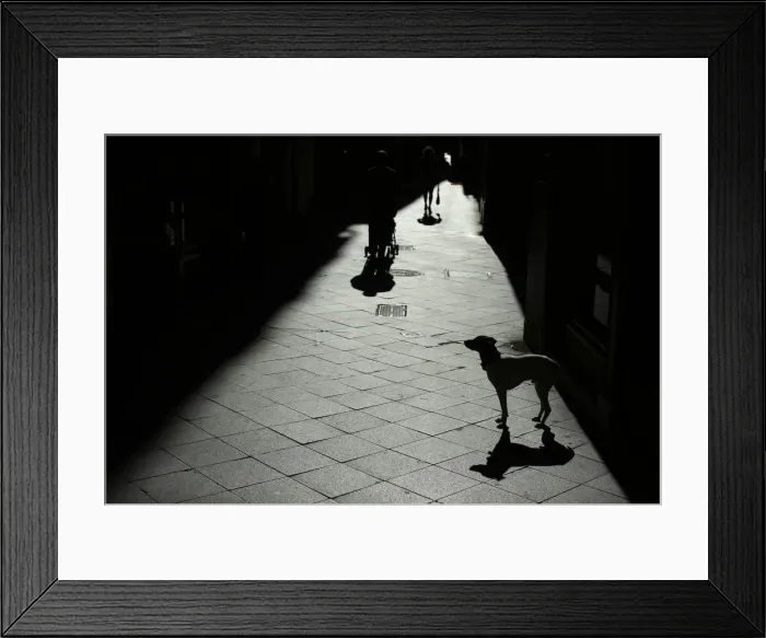 Framed Print : A dog is seen in the central Andalusian capital of Seville Framed Print : A dog is seen in the central Andalusian capital of Seville