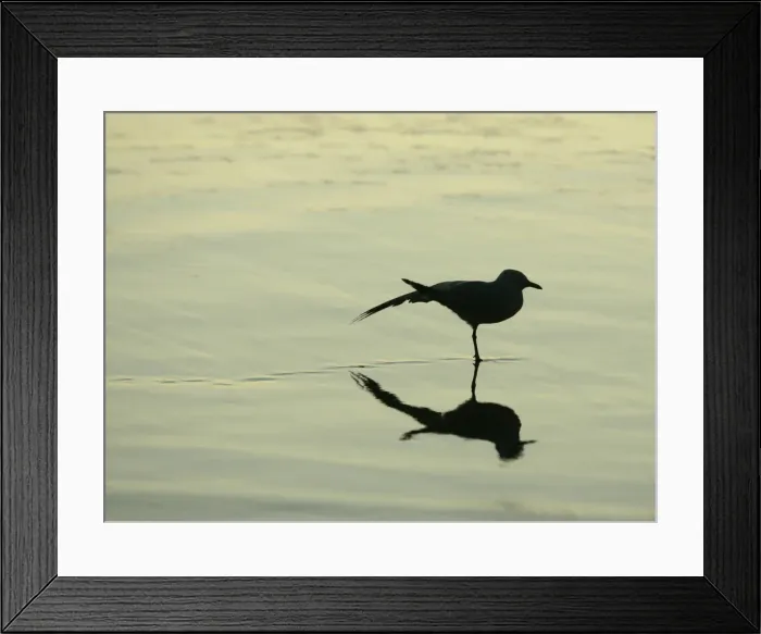 Framed Print : A seagull stretches on the shoreline at Manly Beach in the pre-dawn on the first day Framed Print : A seagull stretches on the shoreline at Manly Beach in the pre-dawn on the first day