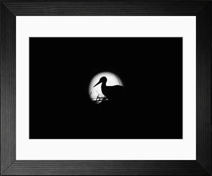 Framed Print : A stork is silhouetted against the Supermoon in its nest in downtown Arriate Framed Print : A stork is silhouetted against the Supermoon in its nest in downtown Arriate
