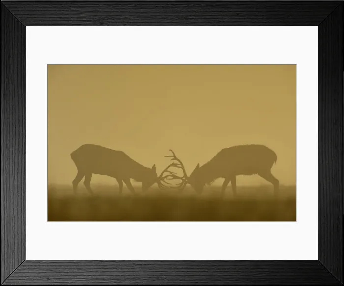 Framed Print : Two deer clash antlers during an early, autumn, misty morning in Richmond Park, south Framed Print : Two deer clash antlers during an early, autumn, misty morning in Richmond Park, south