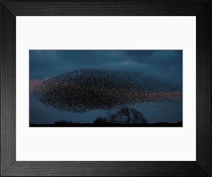 Framed Print : A murmuration of starlings is seen across the sky near the town of Gretna Green Framed Print : A murmuration of starlings is seen across the sky near the town of Gretna Green