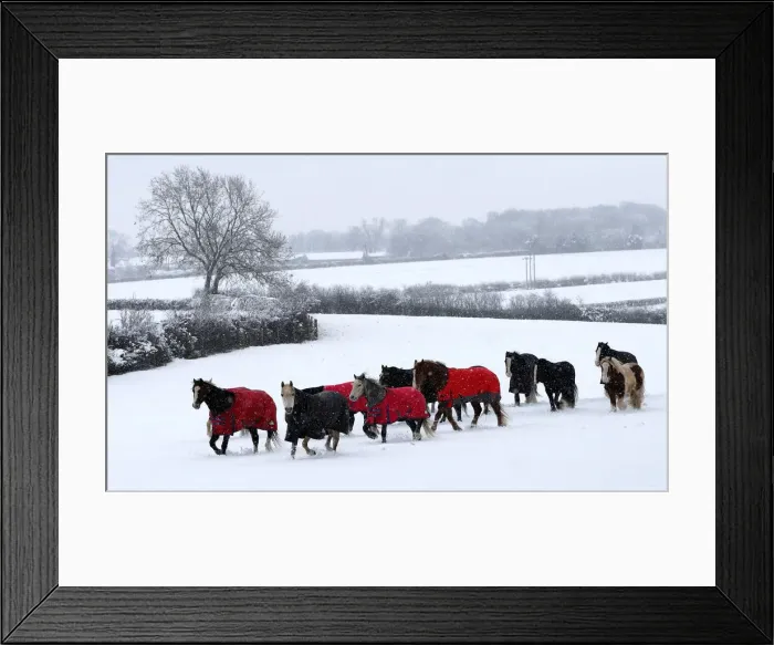 Framed Print : Horses walk across a snowy field in Leverstock Green