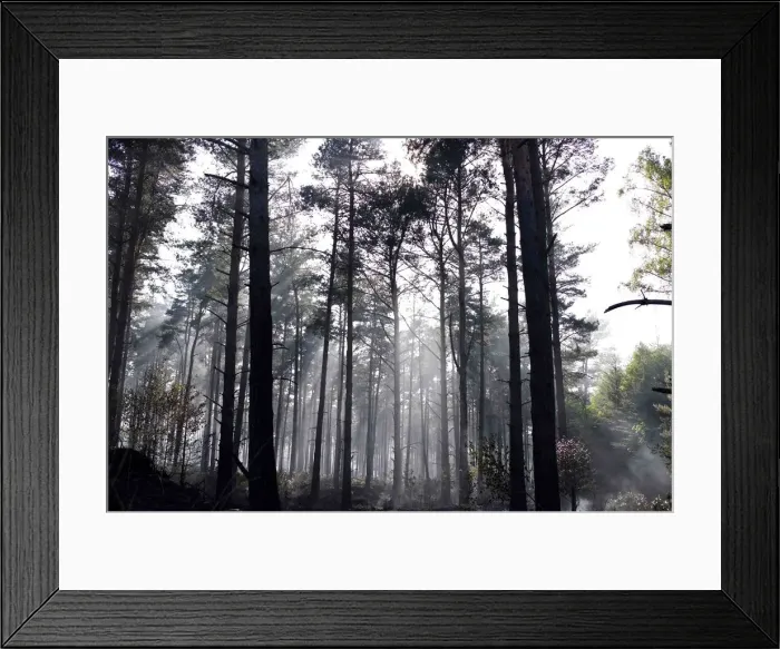Framed Print : Smoke floats through the trees at Swinley Forest near Crowthorne in southern England Framed Print : Smoke floats through the trees at Swinley Forest near Crowthorne in southern England