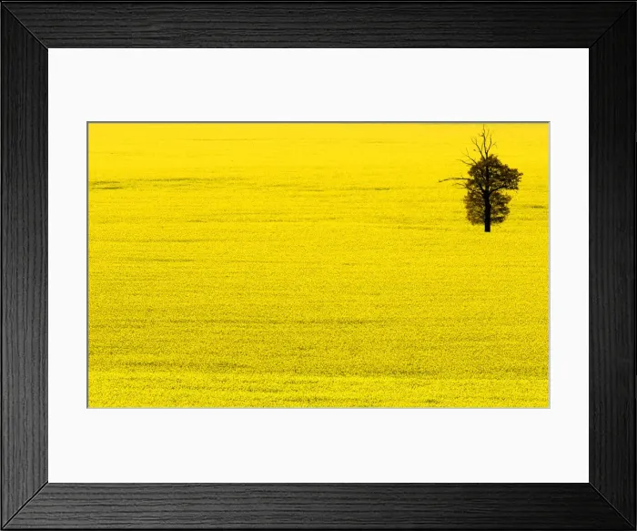 Framed Print : A tree stands in a field of oilseed rape in Warwickshire in central England Framed Print : A tree stands in a field of oilseed rape in Warwickshire in central England