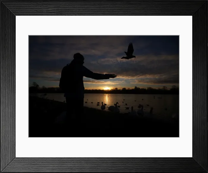 Framed Print : A man feeds birds at the Round Pond in Kensington Gardens during sunrise in London Framed Print : A man feeds birds at the Round Pond in Kensington Gardens during sunrise in London