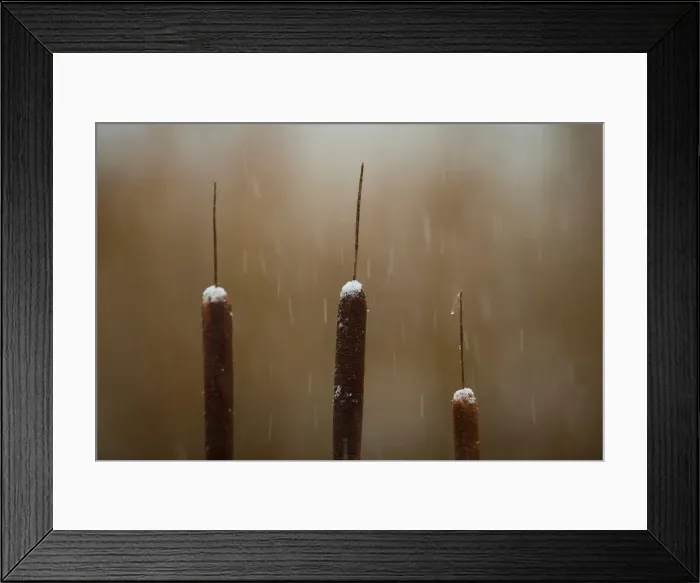 Framed Print : Reedmace in the snow, Rainham Marshes Framed Print : Reedmace in the snow, Rainham Marshes
