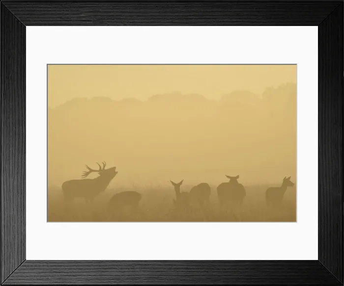 Framed Print : A male red deer barks in the early morning in Richmond Park in south west London Framed Print : A male red deer barks in the early morning in Richmond Park in south west London
